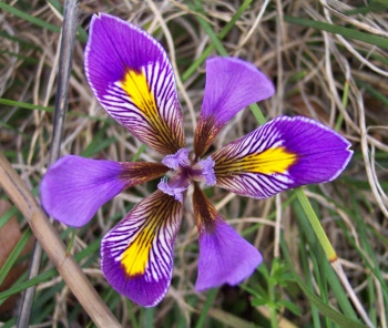 Iris unguicularis ssp cretensis